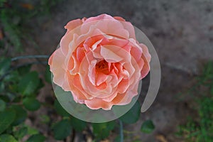 Beautiful roses on the bushes in the garden