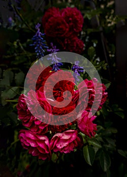 Beautiful roses on dark background. Lush bush of pink roses with dark vignette