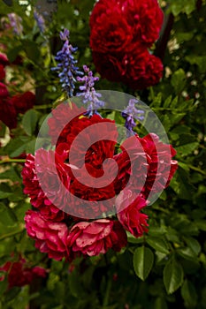 Beautiful roses on dark background. Lush bush of pink roses with dark vignette