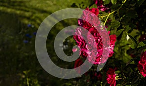 Beautiful roses on dark background. Lush bush of pink roses with dark vignette. Romantic luxury background or wallpaper