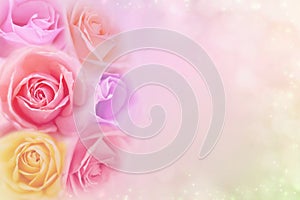 Beautiful roses flower in soft color filters, background for valentine or wedding card