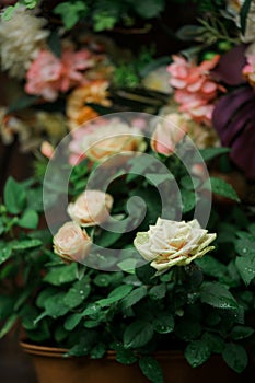 Beautiful roses in a flowergarden.