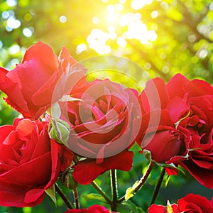 Beautiful roses in garden adn sun.