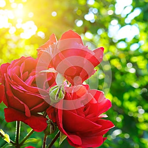 Beautiful roses in garden adn sun.