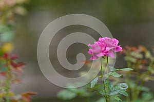 Beautiful roses in the garden, for the background prickly bush or shrub that typically bears red, pink, yellow, or white fragrant