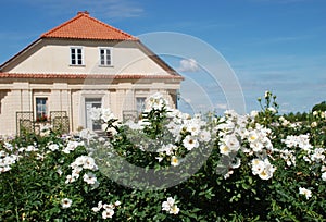 Schön rosen a Gärtner haus 