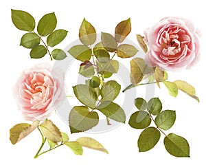 Beautiful roses isolated on white background