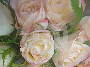 Beautiful Roses multicolours for sale