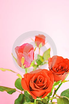 Beautiful roses on pink background