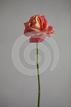 Beautiful roses on a plain gray background.