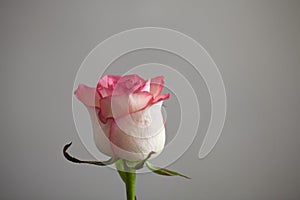 Beautiful roses on a plain gray background.