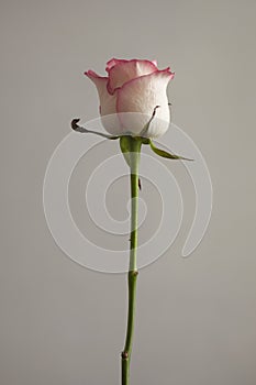 Beautiful roses on a plain gray background.
