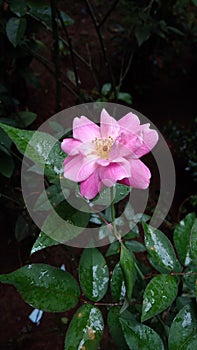 Beautiful roses on a rainy day