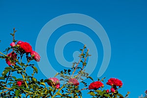 Beautiful roses red flowers, glossy and green leaves on shrub branches against the blue sky and sun. Red rose flowers