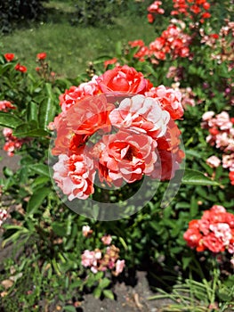 Beautiful roses in Sofiyivka Park