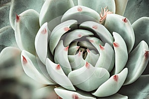 Beautiful rosette echeveria, close-up. Top view green succulent plant. Light green succulent with thick funny leaves