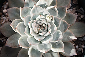 Beautiful rosette echeveria with thick funny leaves, close-up. Top view green succulent plant. High-quality photo
