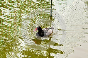 A beautiful Rosy-billed Pochard, Netta peposaca, swimming on a pond at Slimbridge wetland wildlife reserve.