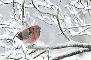 Beautiful Rosy fitch in snow.