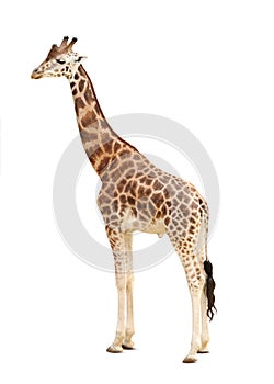 Beautiful Rothschild`s giraffe on white background. Exotic animal