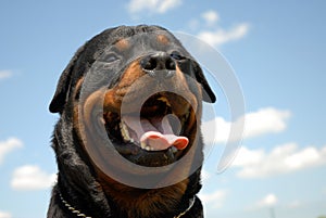 Beautiful rottweiler