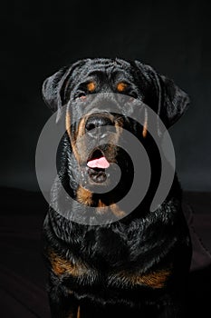 Beautiful Rottweiler dog on a black background