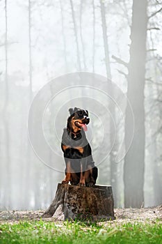 Beautiful Rottweiler dog breed is sitting on a stump on a background of smoke in the woods and looking to the side.