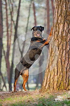 Beautiful Rottweiler dog breed standing on its hind legs, put his front paws on a tree