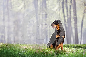 Beautiful Rottweiler dog sitting on the grass and looking