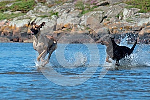 Two large dogs play on the beach