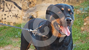 Beautiful rottweiler posing