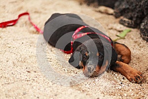 Beautiful Rottweiler Puppy