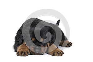 Beautiful Rottweiler puppy, age five weeks, lying down, studio shot isolated in white