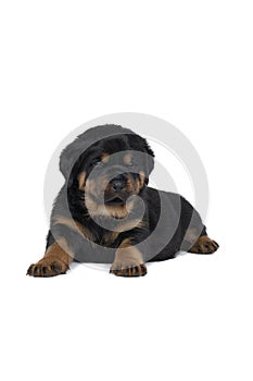 Beautiful Rottweiler puppy, age five weeks, lying down, studio shot isolated in white