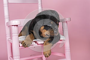 Beautiful Rottweiler puppy, age five weeks, sitting in a pink chair, studio shot in pink background