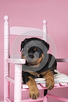 Beautiful Rottweiler puppy, age five weeks, sitting in a pink chair, studio shot in pink background