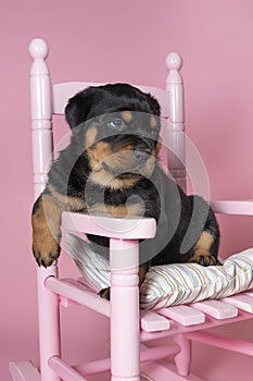 Beautiful Rottweiler puppy, age five weeks, sitting in a pink chair, studio shot in pink background