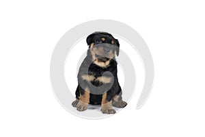 Beautiful Rottweiler puppy, age five weeks, studio shot isolated in white