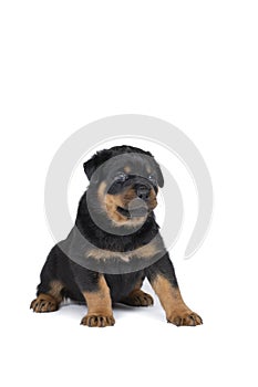 Beautiful Rottweiler puppy, age five weeks, studio shot isolated in white