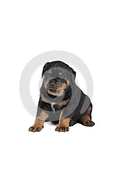 Beautiful Rottweiler puppy, age five weeks, studio shot isolated in white