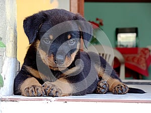 Beautiful Rottweiler puppy relaxing