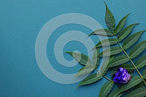 Beautiful round amethyst stones with a green branch on a green background. Healing crystals. Copy space, flat lay