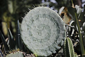 A beautiful round cactus part with sharp spines