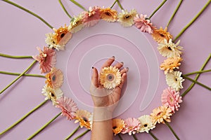 Beautiful round frame of gerbera flowers on a pink background.