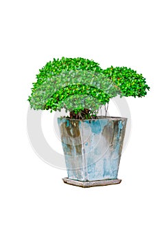 Beautiful round shape of green Hedge cut tree with blue old tree pot isolated on white background.