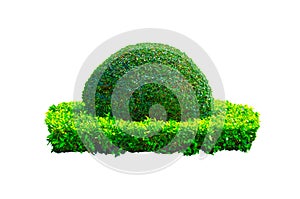 Beautiful round shape of green Hedge cut tree isolated on white background.