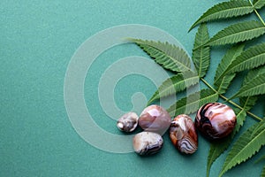 Beautiful round stones of botswana agate with a green branch on a green background. Healing crystals. Flat lay, top view, copy