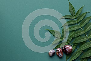 Beautiful round stones of botswana agate with a green branch on a green background. Healing crystals. Flat lay, top view, copy