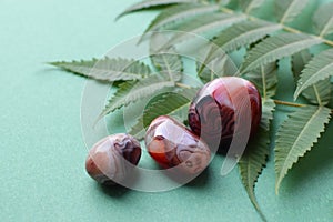 Beautiful round stones of botswana agate with a green branch on a green background. Healing crystals. Selective focus