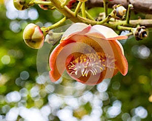 Beautiful round white magenta color flower of Cannon Ball Tree.